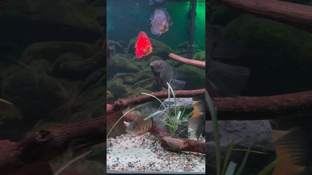 5 tanks in 30 seconds! #fishtank #freshwater #aquarium #fish смотреть онлайн