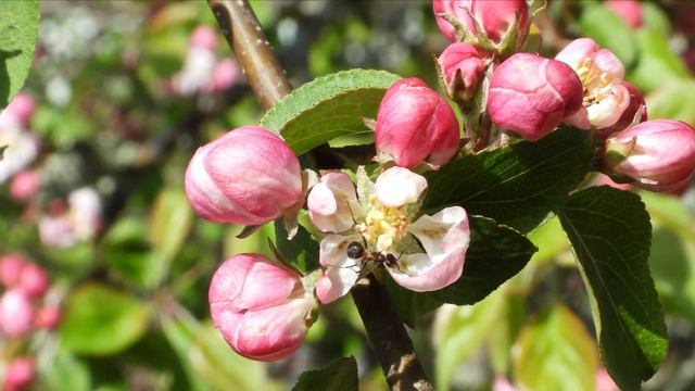 Trying MACRO PHOTOGRAPHY with NIKON P1000 ZOOM CAMERA - 25+ images смотреть онлайн
