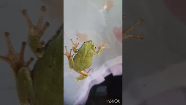 Слабо ходить по стеклу?? смотреть онлайн