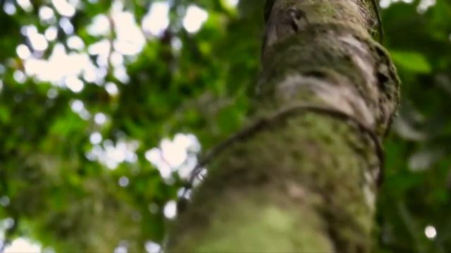 Очень Опасные насекомые для человека.Это интересно знать. смотреть онлайн