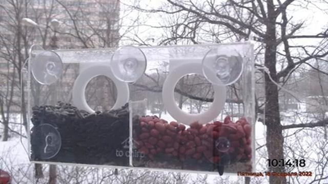 КОРМИМ МАЛЕНЬКИХ ПТИЦ ИЗ КОРМУШКИ ТУЧИРП / BIRDS EAT FROM A WINDOW FEEDER
/ TOCHIRP (24/7 Live) смотреть онлайн