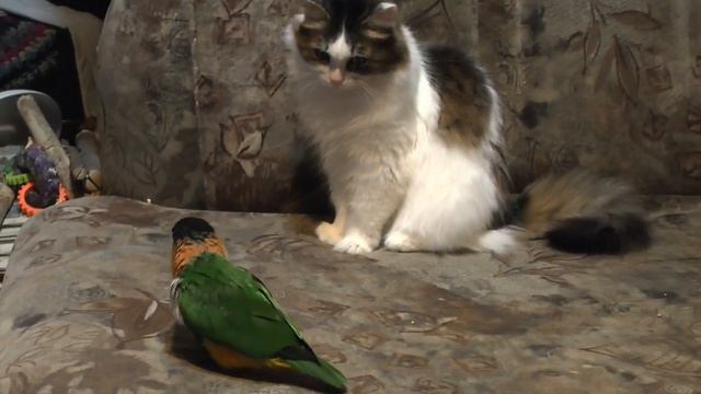 Попугай Каик играет с кошкой