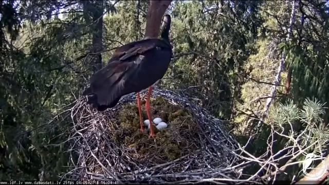 Melnais stārķis~Kaupo comes home, Gaja flew out~ 2018/05/04 16:04 смотреть онлайн