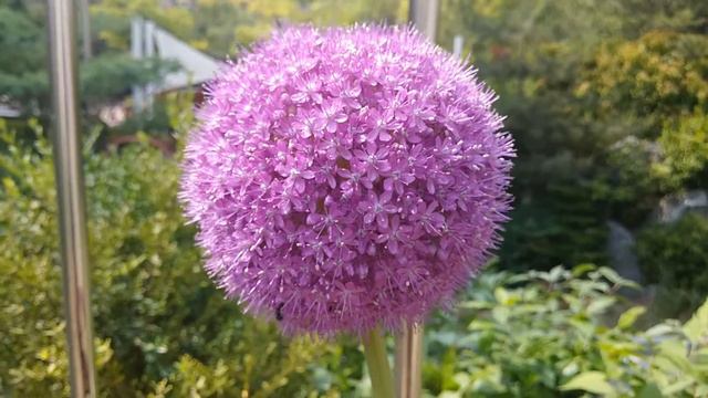 Allium giganteum 알리움기간티움 アリウムギガンテウム