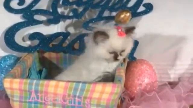 AngelGirls Chocolate Mitted Ragdoll Girl смотреть онлайн