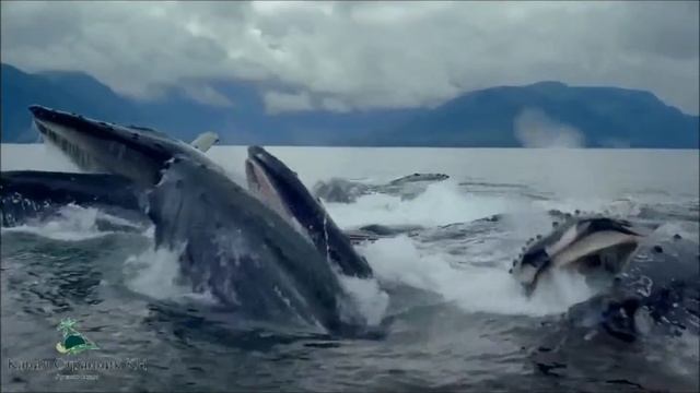 КиТ - Креативный институт Творчества. смотреть онлайн