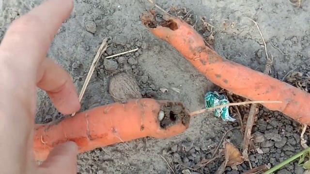 СЛИЗНИ съедят всё???? смотреть онлайн