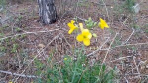 Руккола дикая  (двурядник тонколистный Diplotaxis tenuifolia)