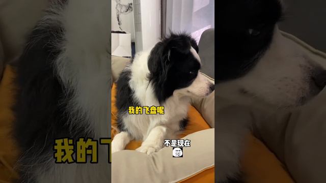 这是小狗节后综合症吗？#边牧见见 #狗狗的心思都写在脸上了 смотреть онлайн
