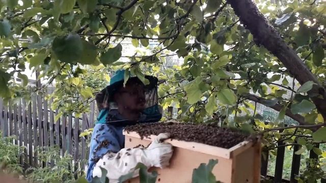 Спасаем соседей от пчел смотреть онлайн