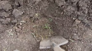 посадка кукурузы вместе с огурцами