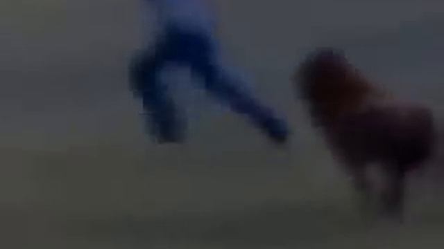 Two sheep in the field. Who will win.Два барана на поле. Кто кого. смотреть онлайн