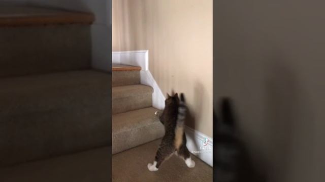 кот п ет вено смотреть онлайн