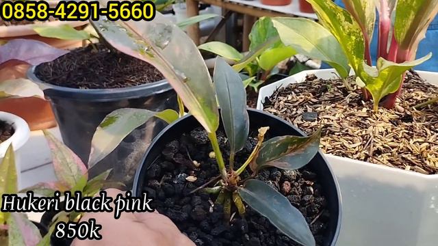 LIPUTAN SPESIAL DI TIGAA DEWI NURSERY,,,ANTHURIUM VARIAN BARU YANG LEBIH BERWARNA,,,HUKERI RED PINK смотреть онлайн