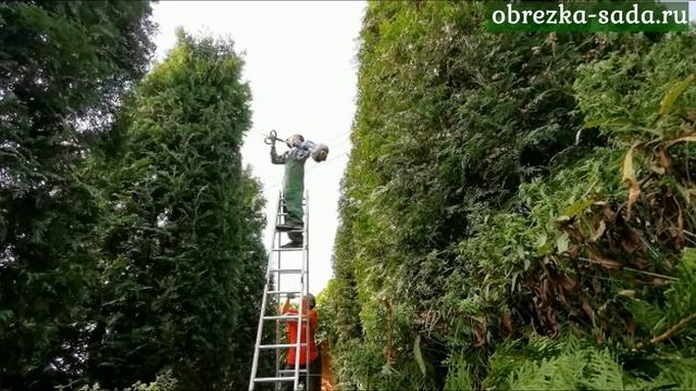 Обрезка хвойных деревьев и кустарников смотреть онлайн