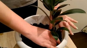 Пересадка трех фикусов в один горшок