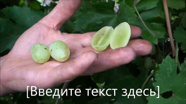 Медовый смотреть онлайн