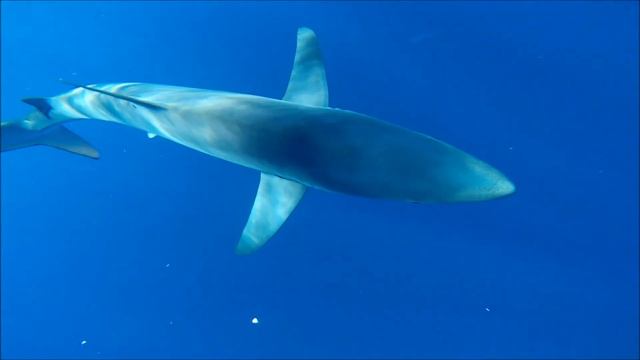 Swimming with Blue sharks and Mako sharks смотреть онлайн