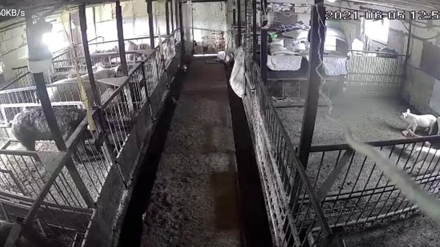 Как живет хозяйство без хозяев!!! Свиноводство онлайн!!! смотреть онлайн