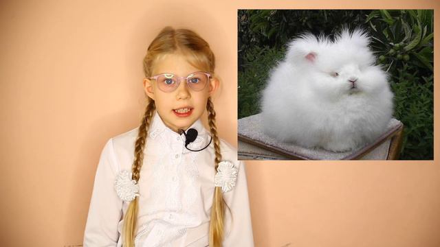 Топ САМЫХ странных животных нашей планеты