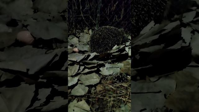 #shorts Ёжик ночью