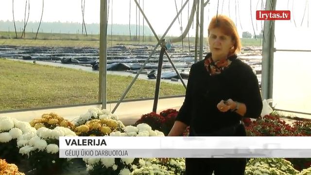 Chrizantemų Augintojai Trina Rankomis: Gėles Baigia Išpirkti