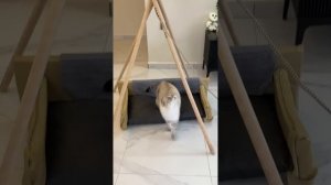 Домик для Лелика своими руками ☺️