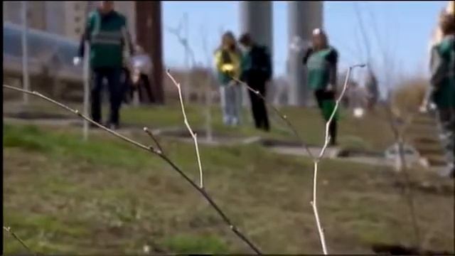 В Саратове появился березовый лес смотреть онлайн