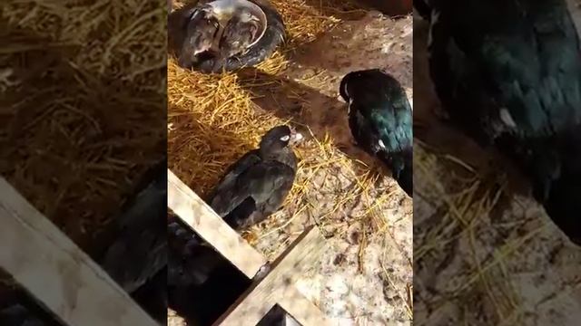 Мандаринки уточки перезимовали в Москве смотреть онлайн
