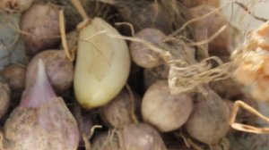 2 ГОДА ИЗ БУЛЬБОЧЕК ДО ПОЛНОЦЕННОГО ЧЕСНОКА. Как вырастить чеснок из бульбочек. //Валентина Земсков