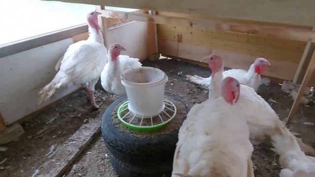 Какой мешанкой кормить бройлеров / Как избавиться от запаха помёта / Курятник без запаха смотреть онлайн