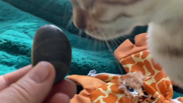 While Naomi's cat is in the frame, the parrots are talking. смотреть онлайн