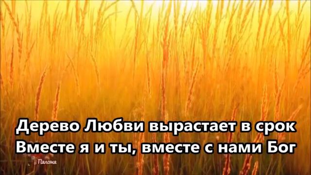 Дерево любви. Сколовы смотреть онлайн