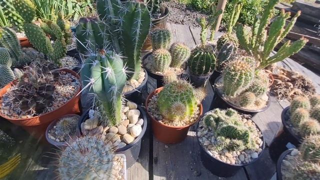 Как обрезать - омолодить кактус. Обрезать кактус если гниёт. #cactus #кактусы смотреть онлайн