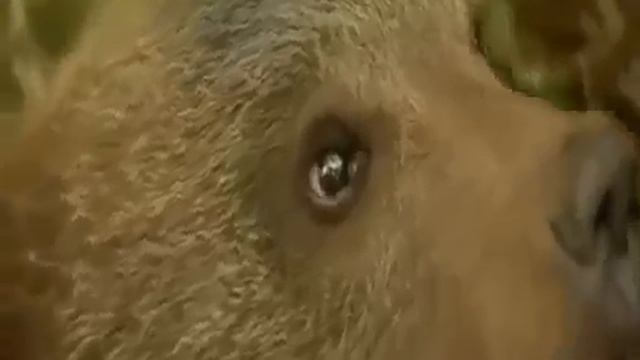 Мухаморы едят и животные смотреть онлайн