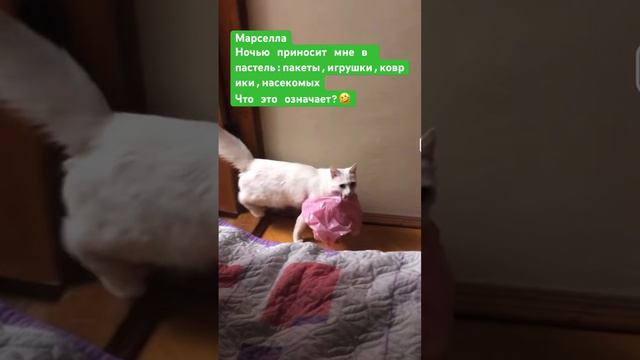 Кошка Марселла ♥️ночью носит игрушки ко мне в пастель игрушки🤣 #2004 #юмор #кошка #котики смотреть онлайн