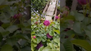 Цветение розы Gentle Hermione. Регион Южный Урал.