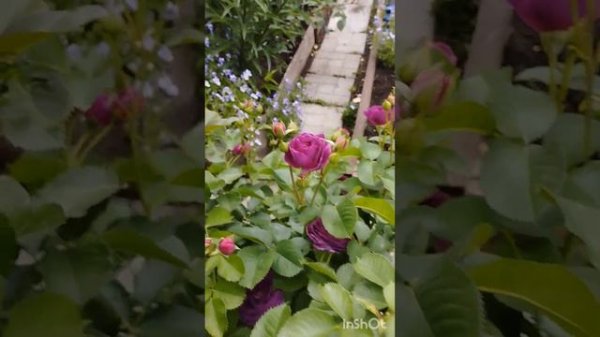 Цветение розы Gentle Hermione. Регион Южный Урал.