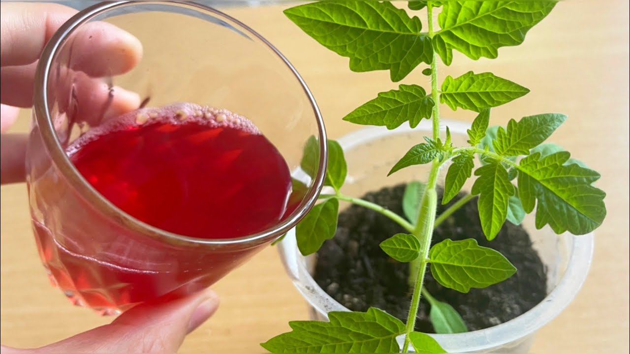 За Неделю у Томатов Стебель Толще Мизинца! Поливаю Вот Таким Отваром! смотреть онлайн