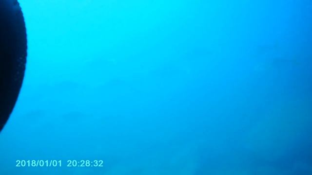 Приморье 2021 - Желтохвостые лакедры смотреть онлайн