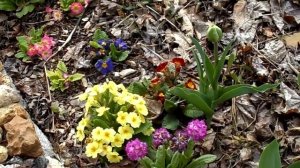 Примулы цветут в саду.