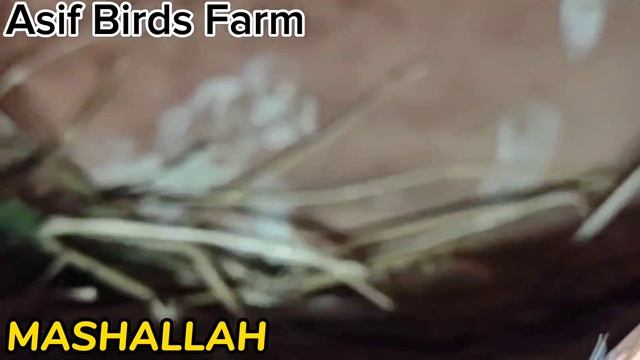 Java sparrow breeding progress | Java breeding tips | Java birds breeding | Asif Birds Farm смотреть онлайн