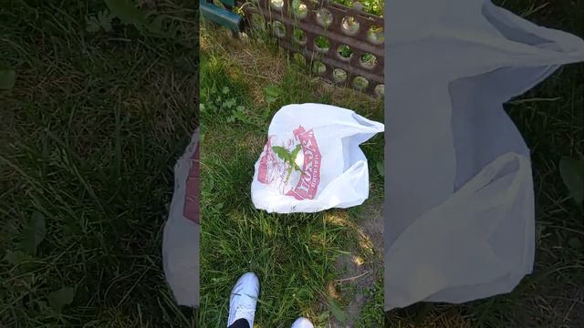 травы для белок дегу 🐿вам нравится такое видео🤨 также мой влог😌 смотреть онлайн