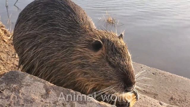 Удивительные водные животные смотреть онлайн