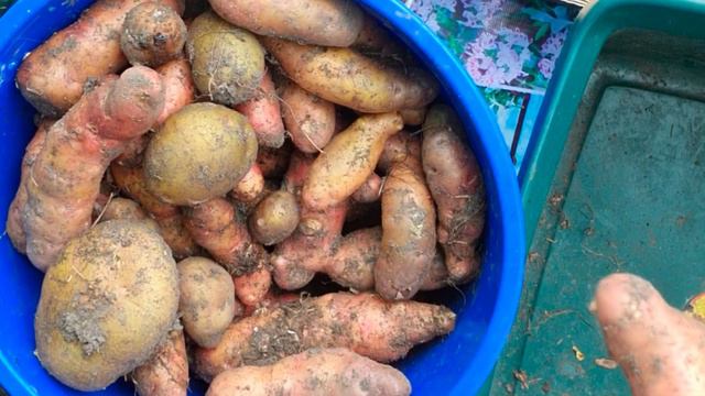 🎬 118- MEGA WONKY POTATO HARVEST- PINK FIR APPLE POTATOES смотреть онлайн