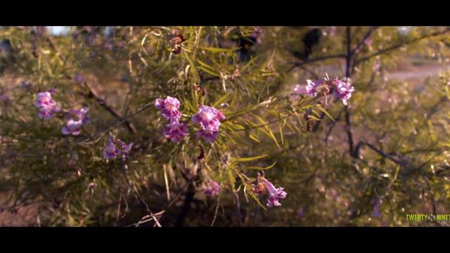 Blackmagic Design Pocket Cinema Camera 4K (BMPCC4K) Meadow Test Footage