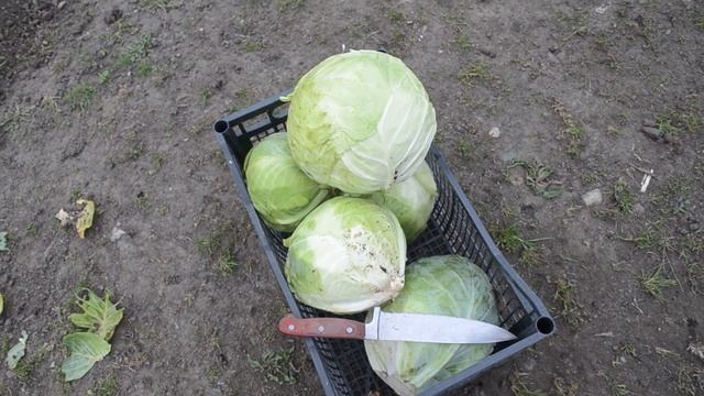 123?Посев вика -овсяной смеси как сидерат#Вынужденная уборка капусты смотреть онлайн