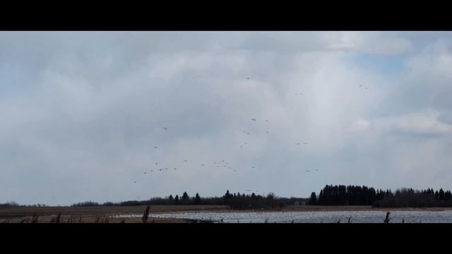Snow Goose Migration смотреть онлайн