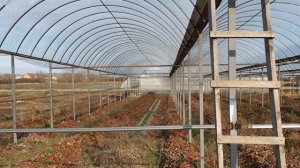 Теплица которую построят многие после просмотра видео. Продолжение...