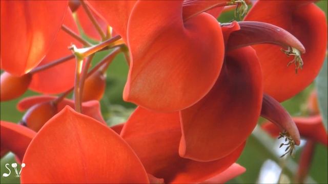 Erythrina crista-galli / Эритри́на петуши́ный гре́бень смотреть онлайн